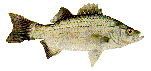 White bass (Sand bass)